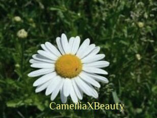 Camellia_XBeauty