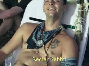 Nectar_Rabbit