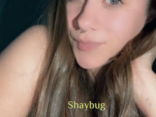 Shaybug